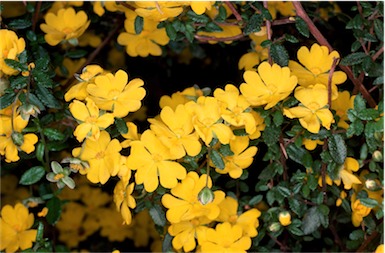 APII jpeg image of Hibbertia empetrifolia  © contact APII