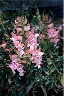 APII jpeg image of Prostanthera magnifica  © contact APII