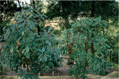 APII jpeg image of Tasmannia purpurascens  © contact APII