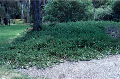 APII jpeg image of Myoporum parvifolium  © contact APII