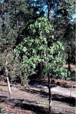 APII jpeg image of Brachychiton acerifolius  © contact APII