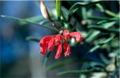 APII jpeg image of Grevillea bronweniae  © contact APII