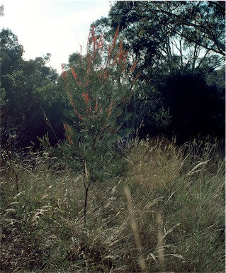 APII jpeg image of Allocasuarina diminuta subsp. diminuta  © contact APII