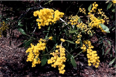 APII jpeg image of Acacia pycnantha  © contact APII