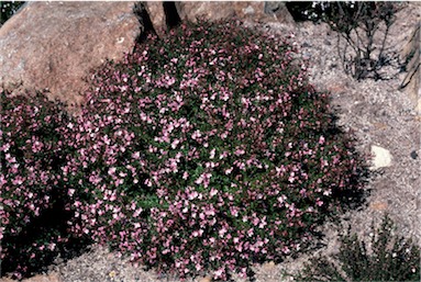 APII jpeg image of Boronia microphylla  © contact APII