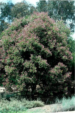 APII jpeg image of Callistemon salignus  © contact APII