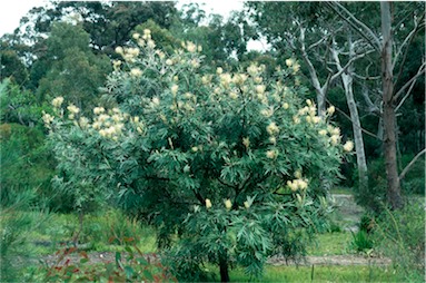 APII jpeg image of Grevillea banksii  © contact APII