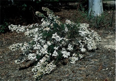 APII jpeg image of Olearia erubescens  © contact APII