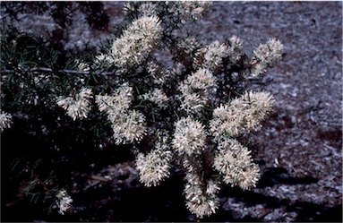 APII jpeg image of Hakea lissocarpha  © contact APII