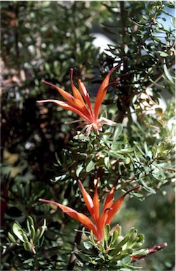 APII jpeg image of Lambertia inermis  © contact APII