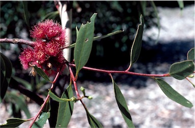 APII jpeg image of Eucalyptus lansdowneana  © contact APII