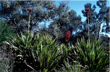 APII jpeg image of Doryanthes palmeri,<br/>Doryanthes excelsa  © contact APII