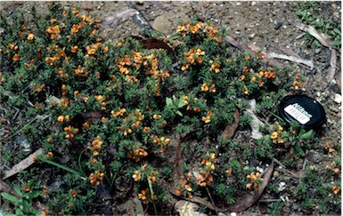 APII jpeg image of Pultenaea subspicata  © contact APII