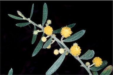 APII jpeg image of Acacia consobrina  © contact APII