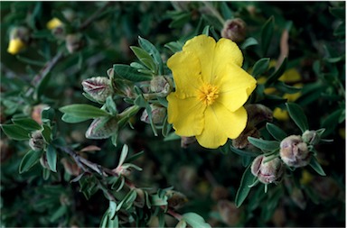 APII jpeg image of Hibbertia kaputarensis  © contact APII