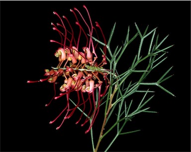 APII jpeg image of Grevillea dielsiana  © contact APII