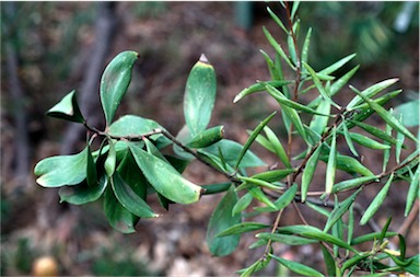 APII jpeg image of Persoonia levis  © contact APII