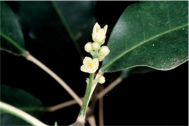 APII jpeg image of Sarcomelicope simplicifolia subsp. simplicifolia  © contact APII