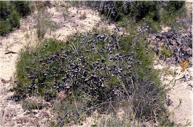 APII jpeg image of Hakea actites  © contact APII