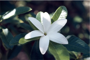 APII jpeg image of Gardenia scabrella  © contact APII