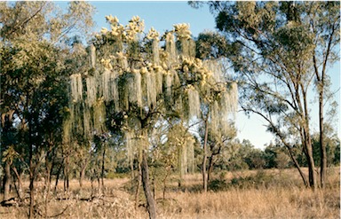 APII jpeg image of Hakea lorea  © contact APII