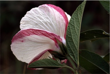 APII jpeg image of Hibiscus sankowskyorum  © contact APII