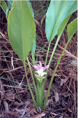 APII jpeg image of Curcuma australasica  © contact APII