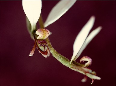 APII jpeg image of Eriochilus cucullatus  © contact APII