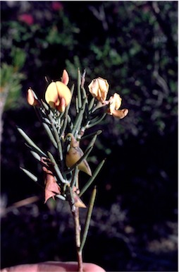 APII jpeg image of Daviesia grossa  © contact APII