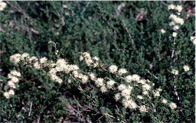 APII jpeg image of Kunzea 'Badja Carpet'  © contact APII