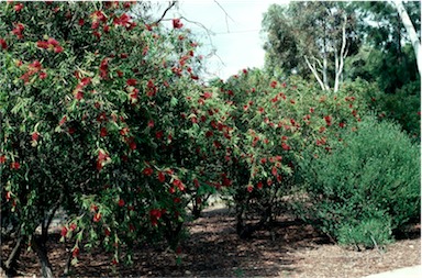 APII jpeg image of Callistemon 'Harkness'  © contact APII