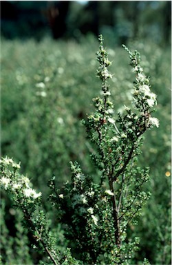 APII jpeg image of Kunzea 'Badja Carpet'  © contact APII