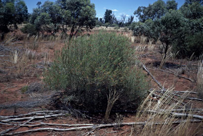 APII jpeg image of Acacia wilhelmiana  © contact APII