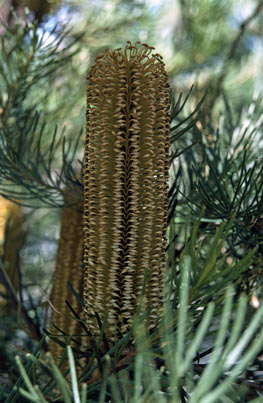 APII jpeg image of Banksia spinulosa  © contact APII