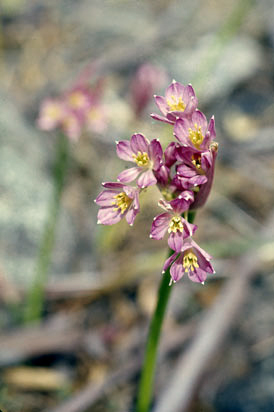 APII jpeg image of Calostemma purpureum  © contact APII