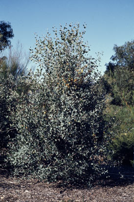 APII jpeg image of Hakea petiolaris  © contact APII