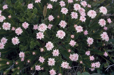 APII jpeg image of Pimelea ferruginea  © contact APII