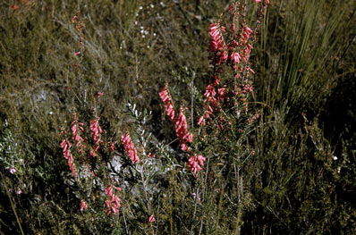 APII jpeg image of Epacris impressa  © contact APII