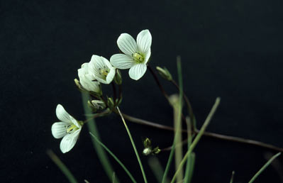 APII jpeg image of Chionogentias cunninghamii subsp. cunninghamii  © contact APII