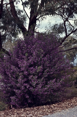 APII jpeg image of Prostanthera ovalifolia  © contact APII