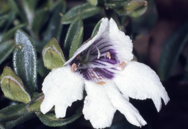 APII jpeg image of Prostanthera saxicola var. montana  © contact APII