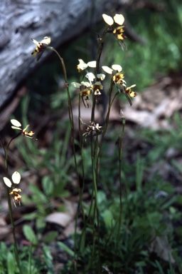 APII jpeg image of Diuris sp.  © contact APII