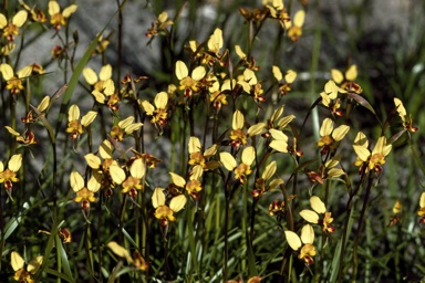 APII jpeg image of Diuris corymbosa  © contact APII