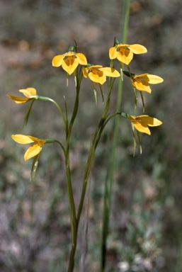 APII jpeg image of Diuris pedunculata  © contact APII