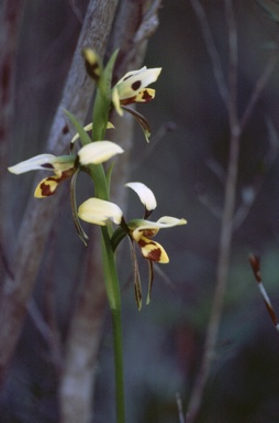 APII jpeg image of Diuris sulphurea  © contact APII