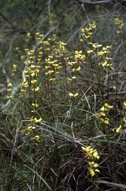 APII jpeg image of Diuris sulphurea  © contact APII