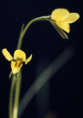 APII jpeg image of Diuris pedunculata  © contact APII