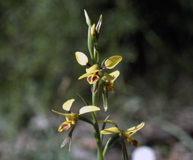 APII jpeg image of Diuris sulphurea  © contact APII