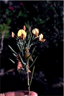 APII jpeg image of Daviesia grossa  © contact APII