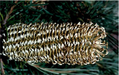 APII jpeg image of Banksia spinulosa 'Birthday Candles'  © contact APII